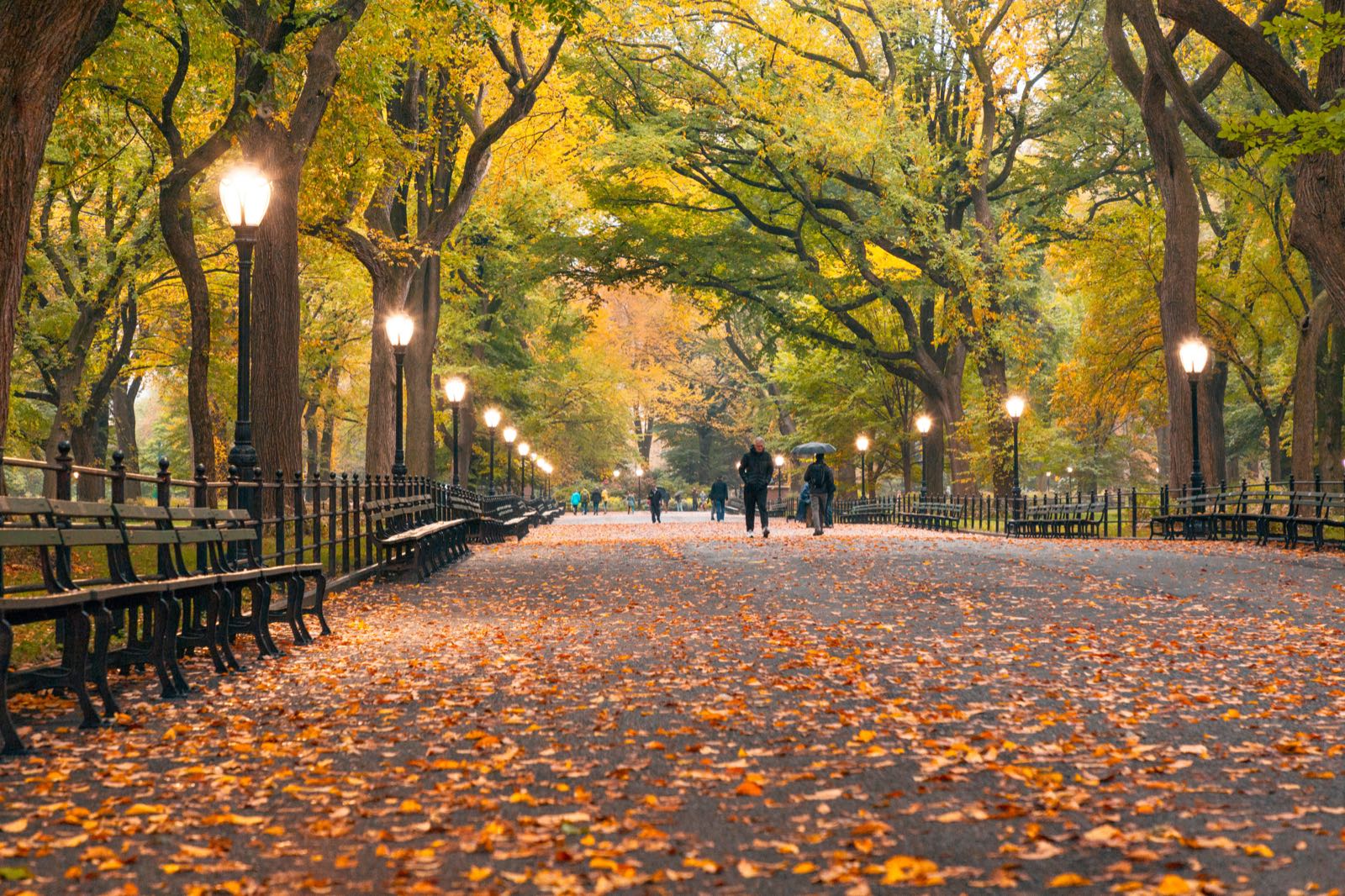 An avenue of trees in Central Park in autumn, the path covered in fallen leaves.